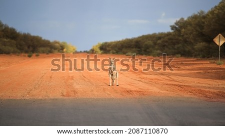 Kangaroo is standing on road. End of road bitumen, beginning of  gravel road. Edge of asphalt and red sand. Finish one road is start of another way