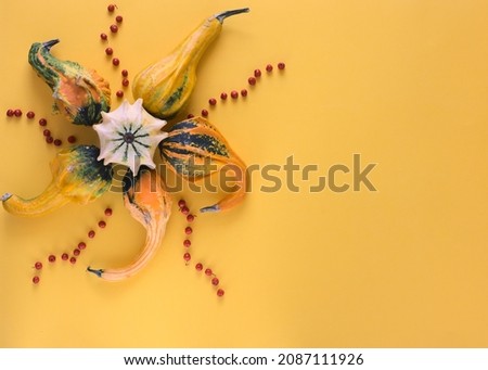 Decorative pumpkins and rowan arranged in a sun shape on a yellow background. Flat lay, copy space.