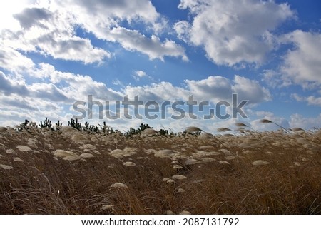 Golden reeds under the Sun with blue sky.