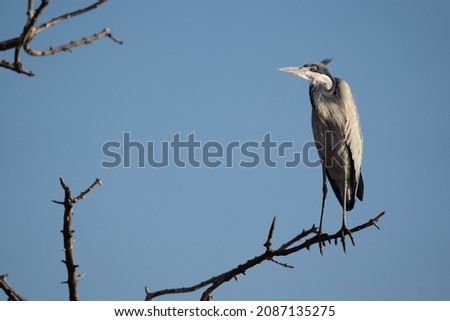 A heron perched in a tree above a lake