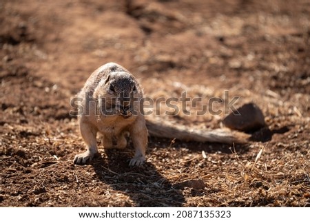 A ground squirrel eats a nut