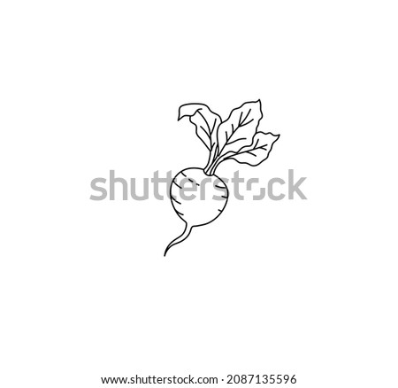 Vector isolated colorless black line beet, radish, turnips, root vegetable simple doodle sketch. Royalty-Free Stock Photo #2087135596