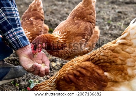 Man feeding hens from hand in the farm. Free-grazing domestic hen on a traditional free range poultry organic farm. Adult chicken walking on the soil. Defocused foreground.  Royalty-Free Stock Photo #2087136682
