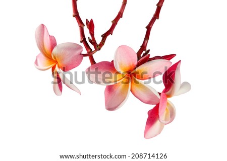 Blooming Yellow Plumeria (frangipani) on white background