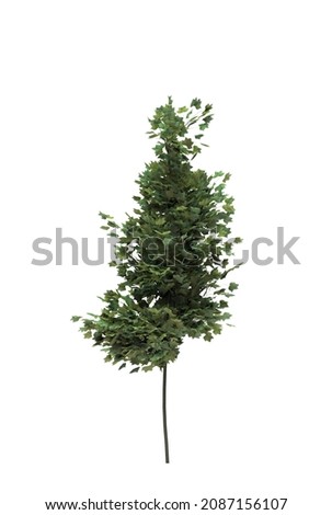 Deciduous tree on a white background. Isolated garden element, 3D illustration, cg render