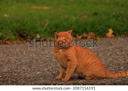 A stray ginger cat pic