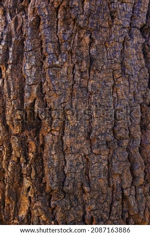 Close Up of Bark on Tree Stump. Old tree. many years old. carbon sink. close up of bark.macro photography. multi use.  background or backdrop. sunlight on bark. High quality photo Royalty-Free Stock Photo #2087163886