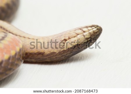 Rainbow water snake Enhydris enhydris isolated on white background