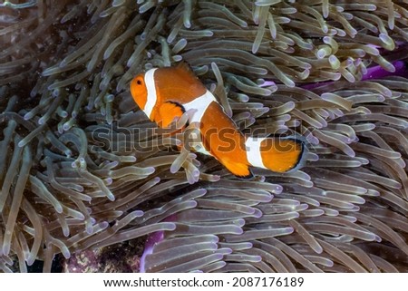 Picture shows a Clown fish in Indonesia