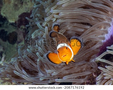 Picture shows a Clown fish in Indonesia