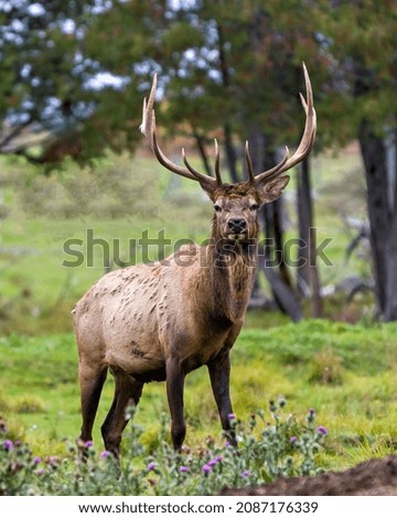 Elk bull male walking in the field with a blur forest background in its envrionment and habitat surrounding, displaying antlers and brown coat fur. Royalty-Free Stock Photo #2087176339