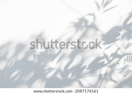 Shadow and sunshine of leaves reflection. Jungle tree gray darkness shade and lighting on concrete wall wallpaper, shadows overlay effect, mockup design. Black and white artistic abstract background
