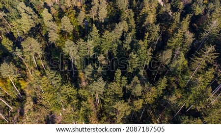 Top view of pine trees in a German forest near Munich Royalty-Free Stock Photo #2087187505