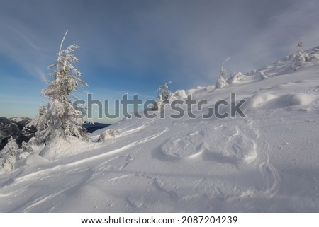Snow covered scenery. Snowdrifts in the forest. Christmas trees with fabulous view. Stunning natural backdrop. Natural scenery. Soft focus.
