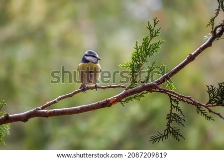 Titmouse close-up on a blurry background with copy space. A beautiful bird is sitting on a branch.