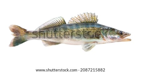 Zander fish isolated. Pike perch river fish on white background Royalty-Free Stock Photo #2087215882