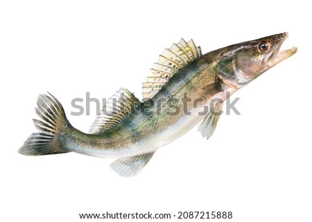 Zander fish isolated on white background. Pike perch river fish jumping out of water  Royalty-Free Stock Photo #2087215888