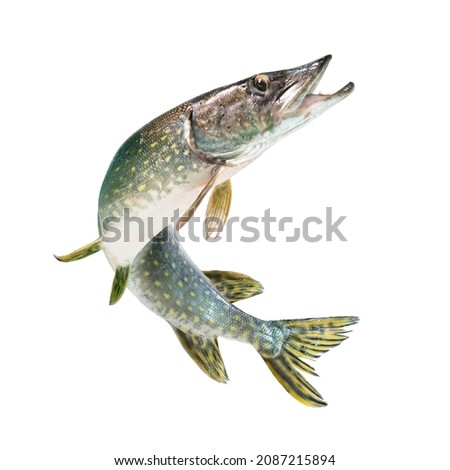 Freshwater pike fish (esox lucius) jumping out of water. Isolated on white background Royalty-Free Stock Photo #2087215894