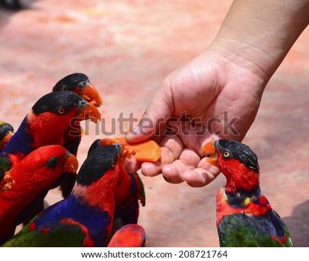 Birds eating fruit from hand