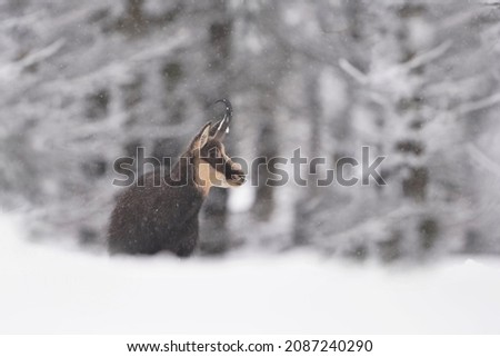 chamois in winter forest. Winter scene with horn animal. Rupicapra rupicapra. Animal from Alp.