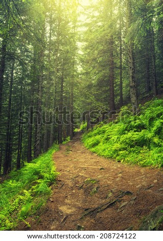Walkway in summer forest. Beautiful natural landscape