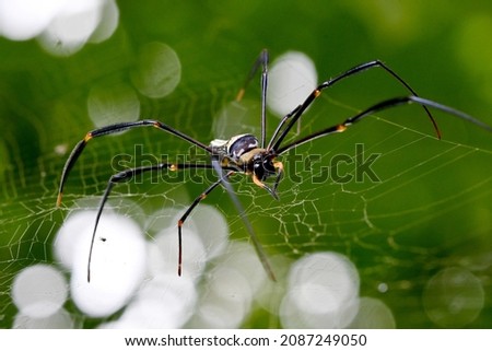 Giant wood Spider on cobweb in bokeh background