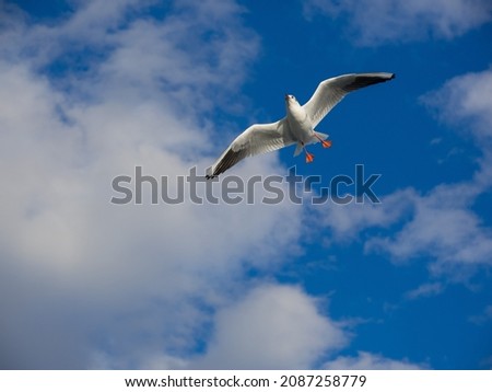 sunny day blue sky partly white clouds and flying seagull, freedom and flying theme