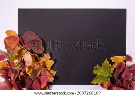 autumn composition of colored autumn leaves on a black square frame on a white background.