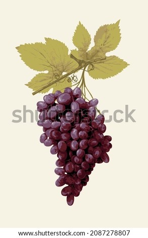 Realistic vector illustration of a large bunch of red grapes in retro style. Fresh fruit, delicious ripe juicy purple grapes. Design element for wine or juice labels, viticulture and winemaking
