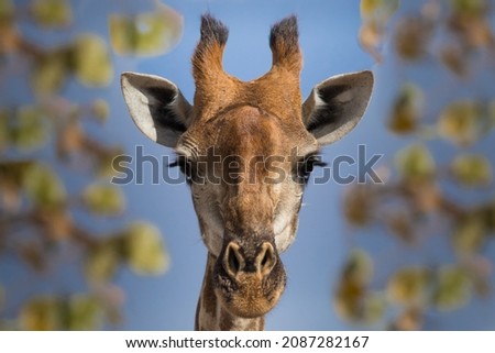 Closeup of a female giraffe's head looking into the camera, Greater Kruger. 