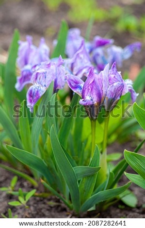 Spring flowers in the garden, lilac iris. Botanical theme, background defocus