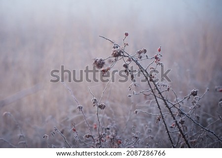 Beautiful winter or late autumn scenery with frosty dog-rose and grass in hoarfrost on nature background