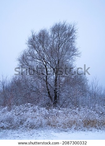 Vertical landscape nature photo with winter in cold colors. Tree and grasses in snow and blueish pale sky behind. 