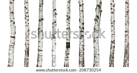 Birch trunks isolated on white background -including clipping path Royalty-Free Stock Photo #208730254