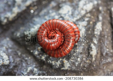 Millipede is Insects that have Several Legs.