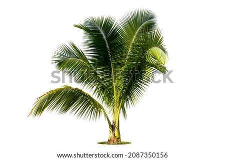 Young coconut tree , Coconut palm tree seedling isolate on white   background.