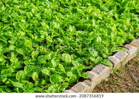 Green leaf of False Pak Choi in garden, Organic fresh vegetables. Soft focus and blur background. 
