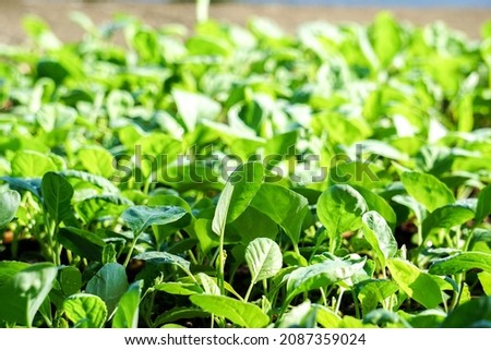 Green leaf of Brassica alboglabra in garden, Organic fresh vegetables. Soft focus and blur. - Image