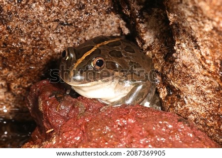 Australian Spotted Marsh Frog waiting for prey Royalty-Free Stock Photo #2087369905