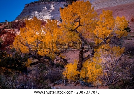 Golden Leafed Mountain Fall Tree