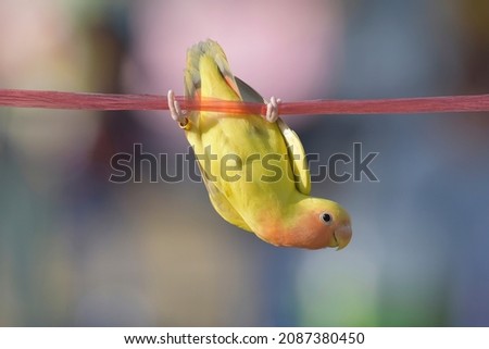 Yellow lovebird on rope bokeh background.