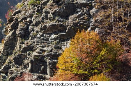 Colorful autumn trees on a mountain slope