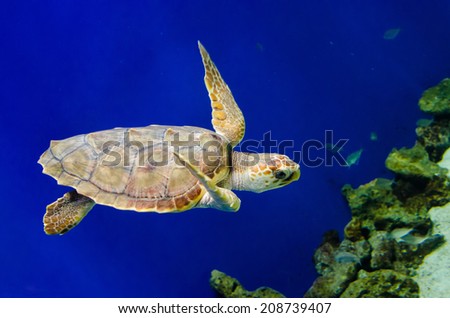 Sea Turtle swimming near reef.