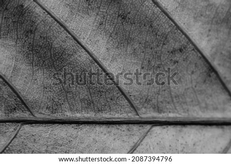 Black and white gray retro color more tone in stock. Copy space Abstract real nature beauty banner background. Detail Macro leaf visible texture vein horizontal line. Element biology. Sad Autumn mood Royalty-Free Stock Photo #2087394796