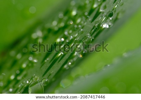 Green bokeh out of focus background from nature forest. rainbow color dew bias on blurred natural images. suitable for background or wallpaper. natural bokeh background with rainbow bias. morning dew.