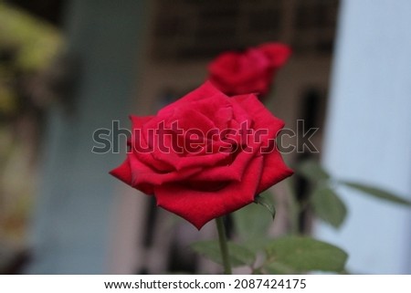 two beautiful red roses in the yard.  beautiful rose with red color.