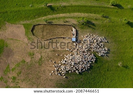 Aerial drone view of herd of sheep grazing in green meadow  Royalty-Free Stock Photo #2087446651