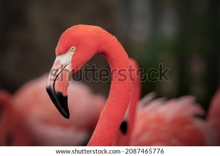 Beautiful picture of Pink Flamingos. Fauna.Birds.Nature