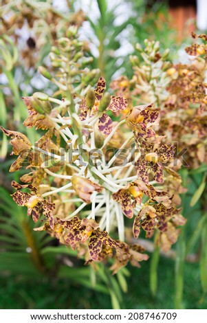 Tiger orchid Sugar cane (Grammatophyllum speciosum) 