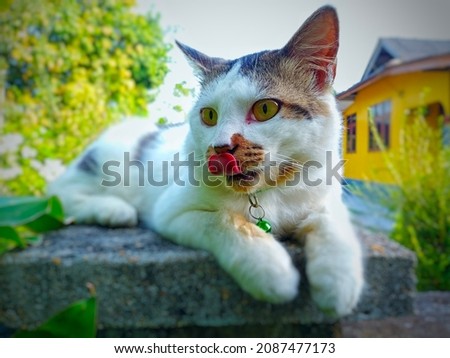 The cat licking his nose